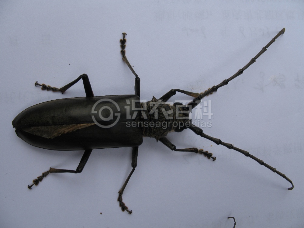 柑橘黄叶症状示例2