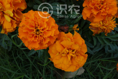 万寿菊