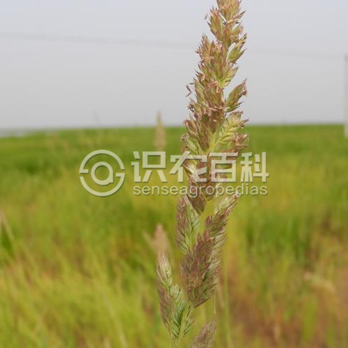 柑橘黄叶症状示例1