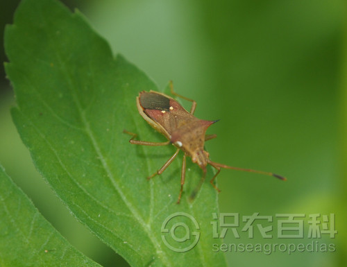 柑橘黄叶症状示例1