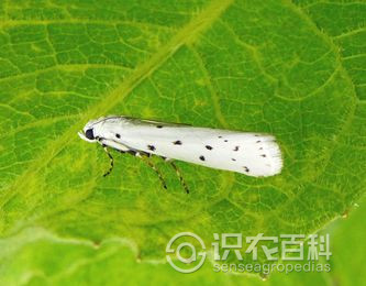 柑橘黄叶症状示例1