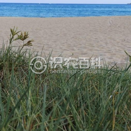 柑橘黄叶症状示例3
