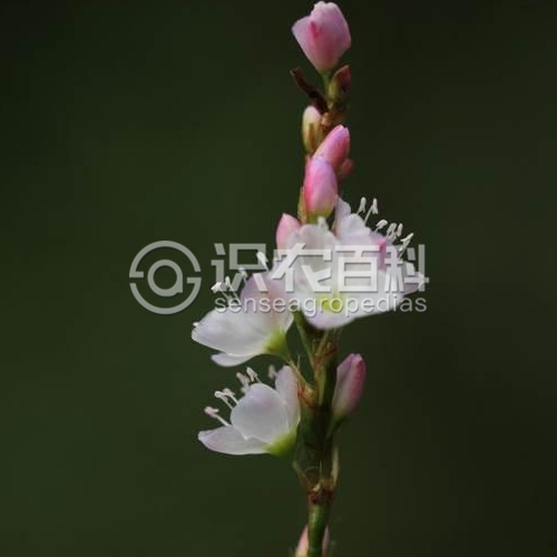 柑橘黄叶症状示例5