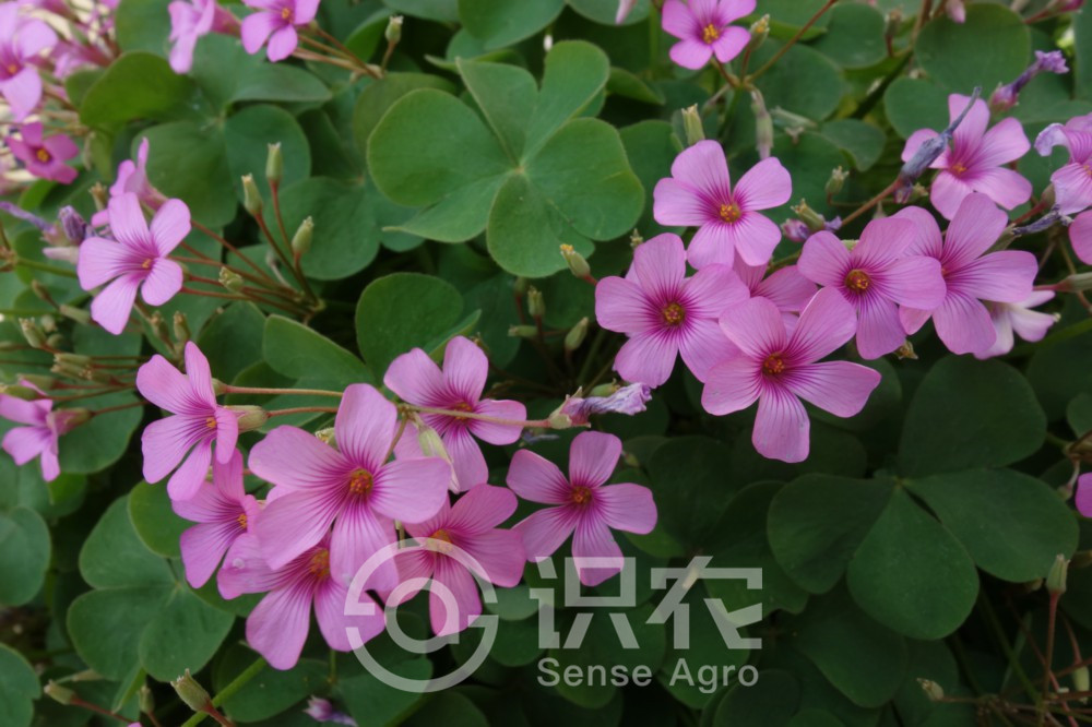 柑橘黄叶症状示例2