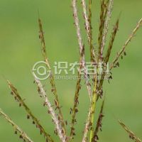 柑橘黄叶症状示例0