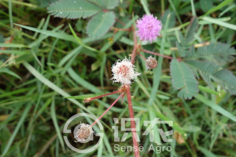 柑橘黄叶症状示例2