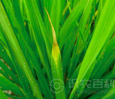 水稻干尖线虫病
