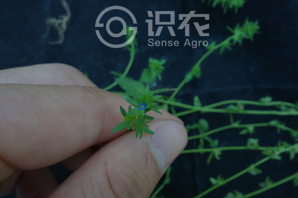 柑橘黄叶症状示例3