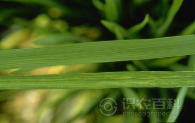 水稻条纹叶枯病
