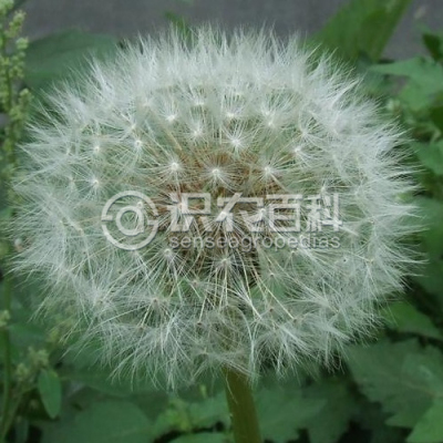 白花蒲公英