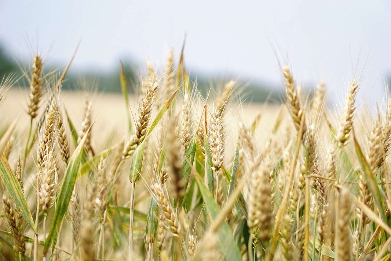 柑橘黄叶症状示例3