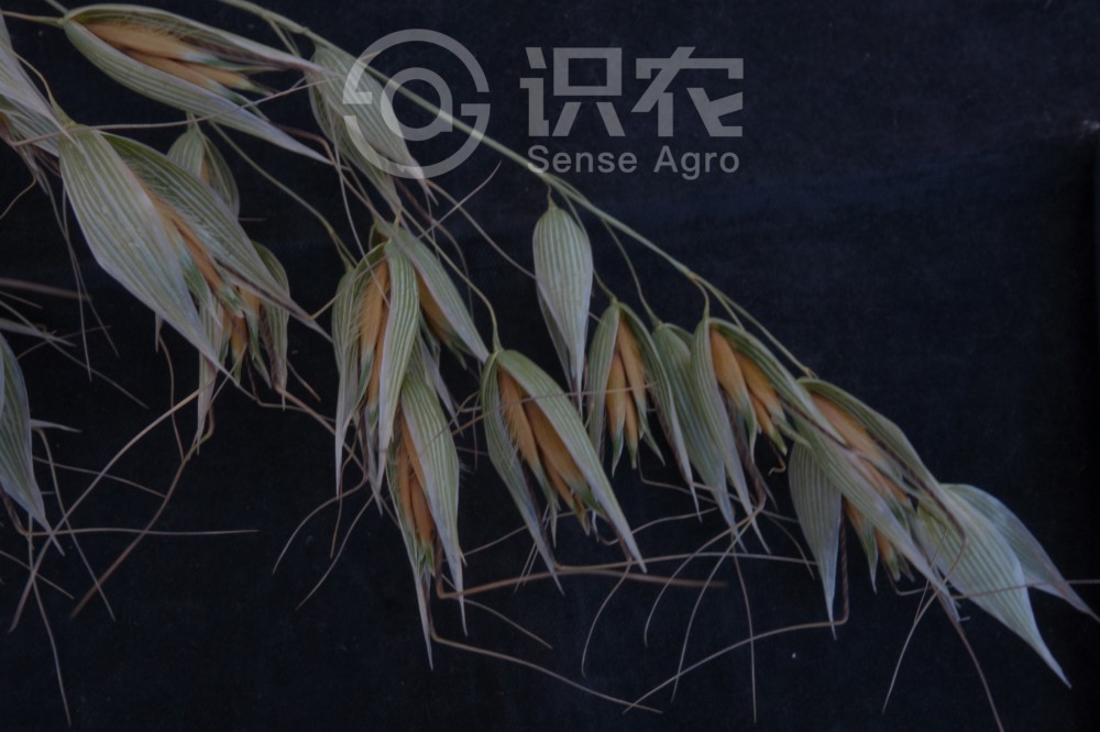 柑橘黄叶症状示例4
