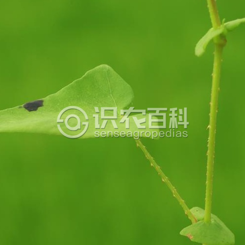 柑橘黄叶症状示例3