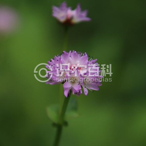 柑橘黄叶症状示例4