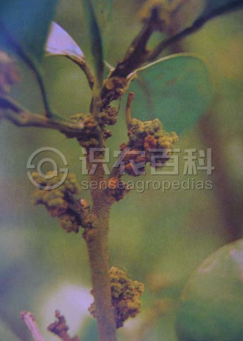 柑橘黄叶症状示例1