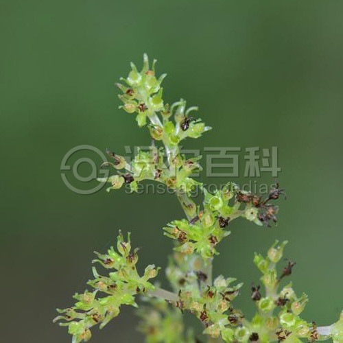 柑橘黄叶症状示例4