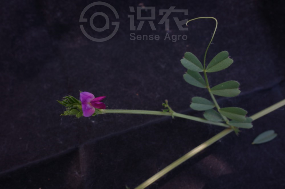柑橘黄叶症状示例1