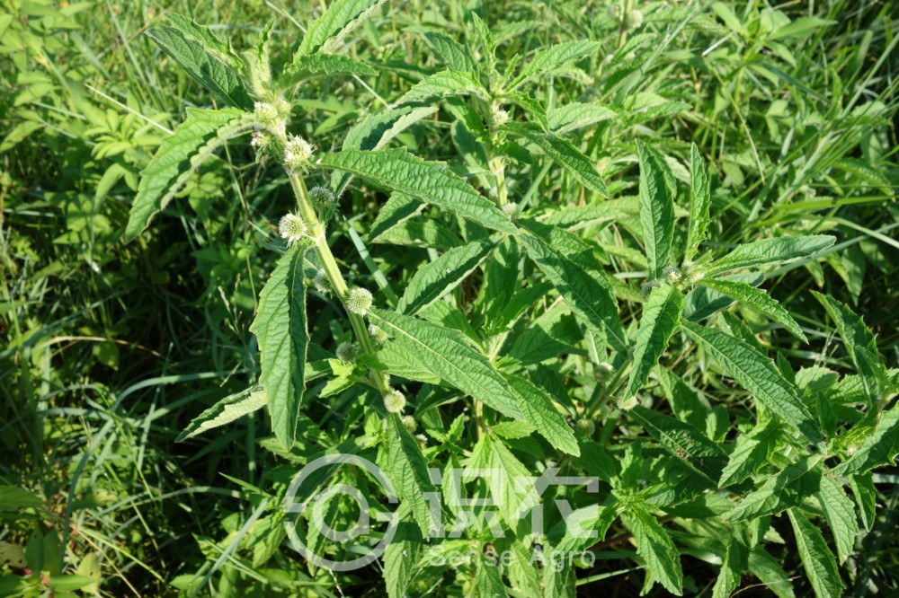 柑橘黄叶症状示例1