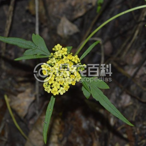 柑橘黄叶症状示例2
