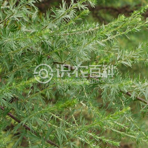 柑橘黄叶症状示例3