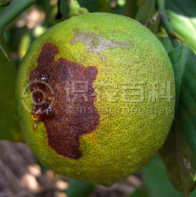 柑橘油斑病