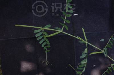 救荒野豌豆