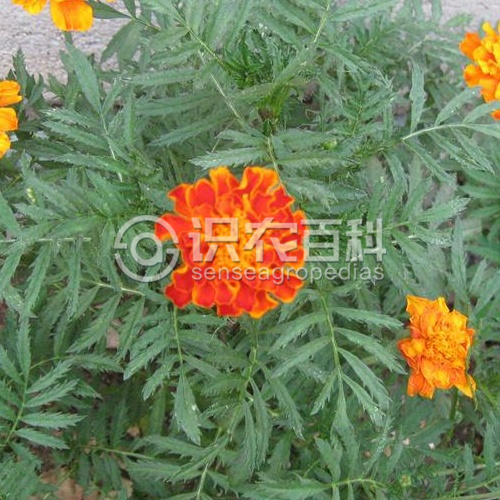 柑橘黄叶症状示例2