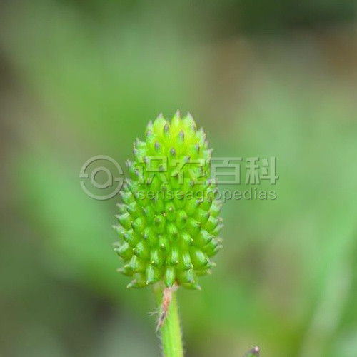 柑橘黄叶症状示例4