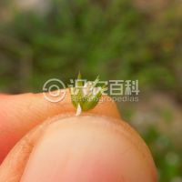柑橘黄叶症状示例0