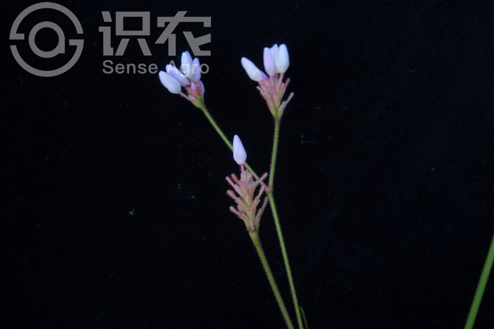 柑橘黄叶症状示例5