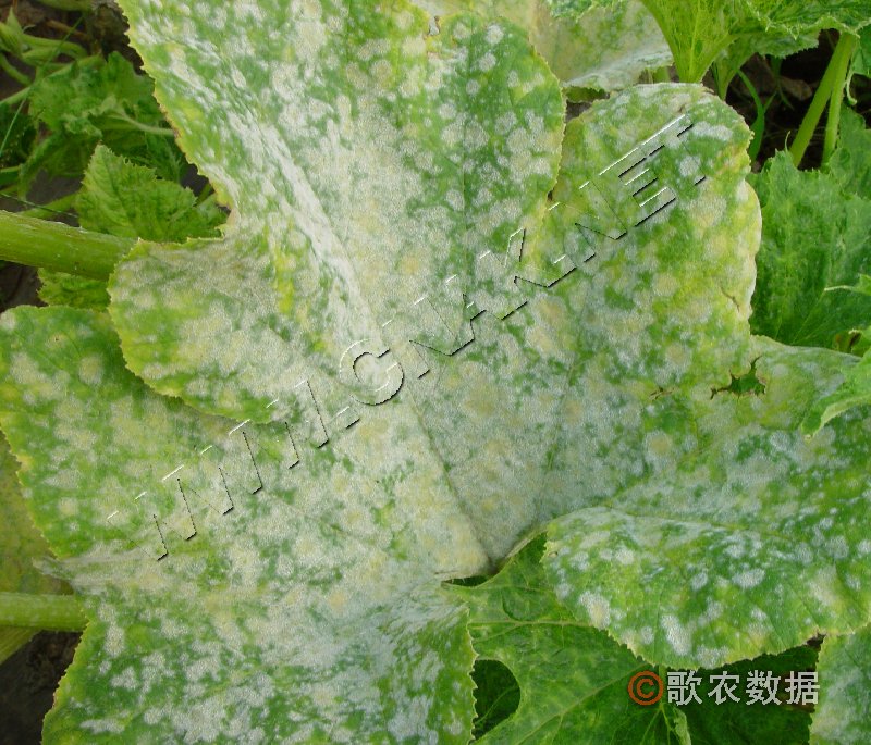 柑橘黄叶症状示例3