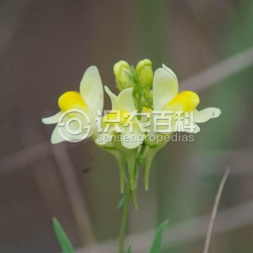 柑橘黄叶症状示例2