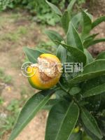 柑橘黄叶症状示例0
