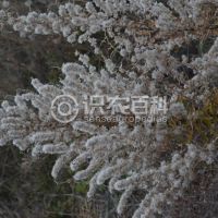 柑橘黄叶症状示例0