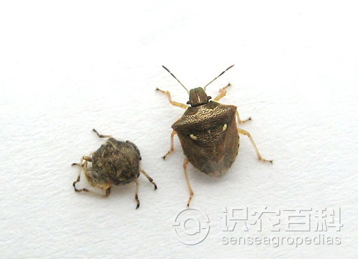 柑橘黄叶症状示例1