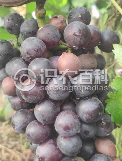 葡萄白腐病