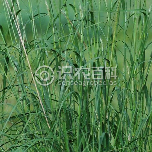 柑橘黄叶症状示例1