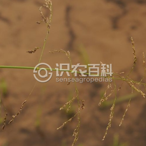 柑橘黄叶症状示例1