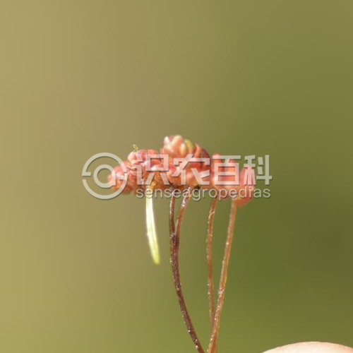 柑橘黄叶症状示例2