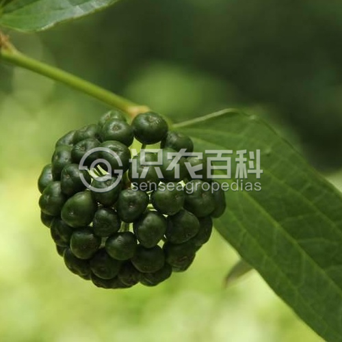 柑橘黄叶症状示例1