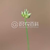 柑橘黄叶症状示例0