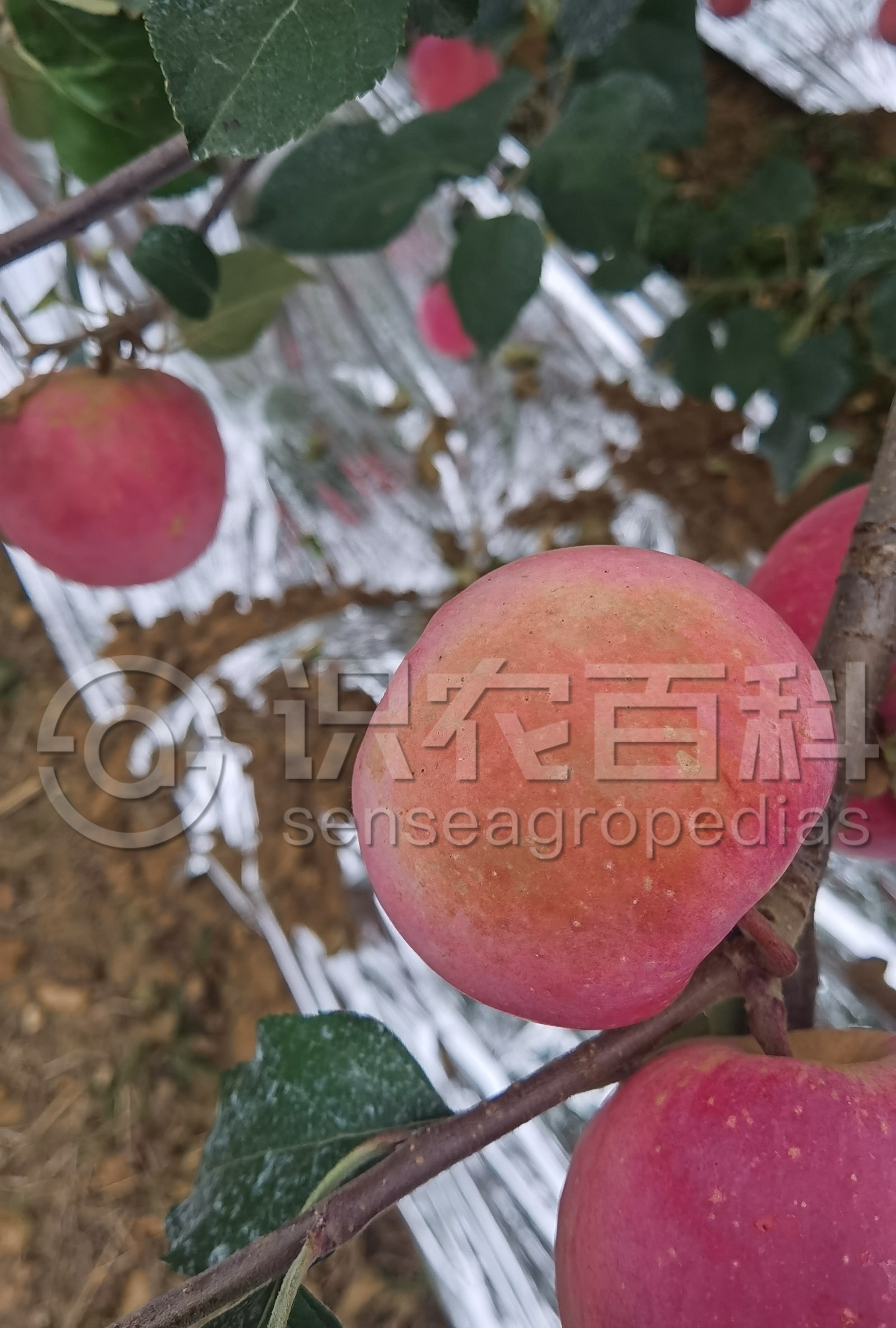 柑橘黄叶症状示例2