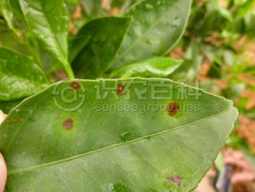 柑橘黄叶症状示例2