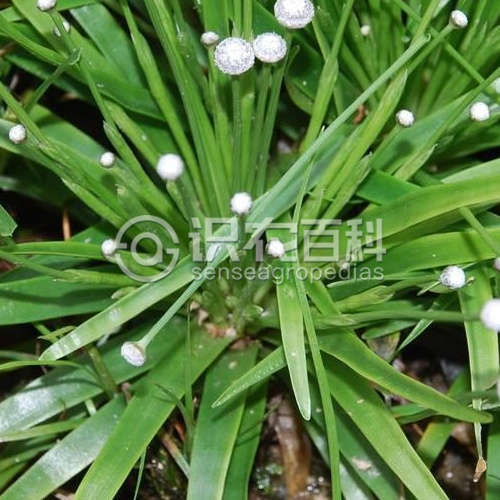 柑橘黄叶症状示例2
