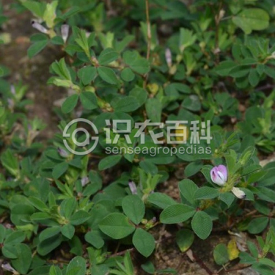 长萼鸡眼草