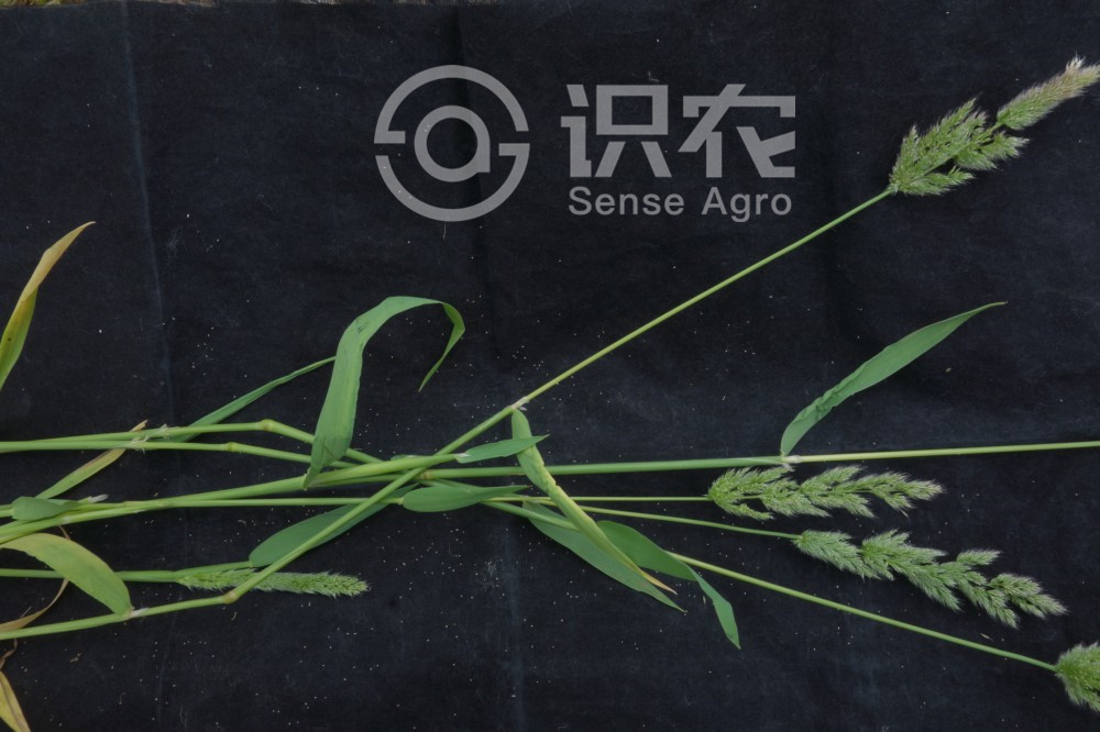 柑橘黄叶症状示例3