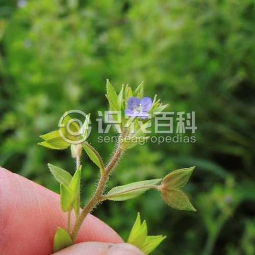 柑橘黄叶症状示例3