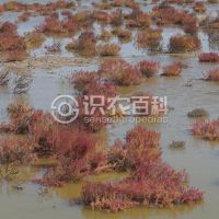 柑橘黄叶症状示例0