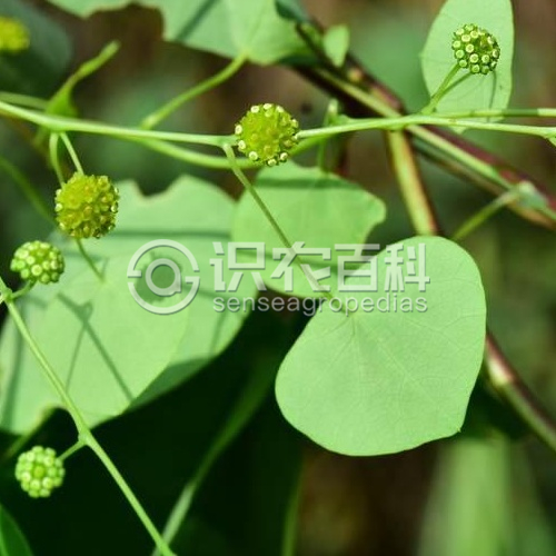 柑橘黄叶症状示例1