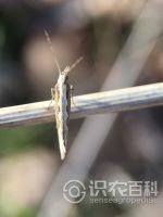 柑橘黄叶症状示例0